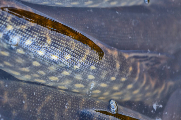 Close-up of caught pike fish trophy in water. Fishing background.Pike catch lure. - Foto, Imagem