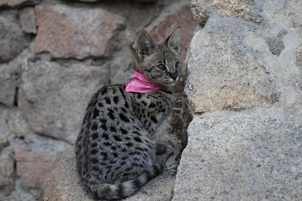 Nahaufnahme der schönen entspannenden exotischen Katze auf Felsen - Foto, Bild