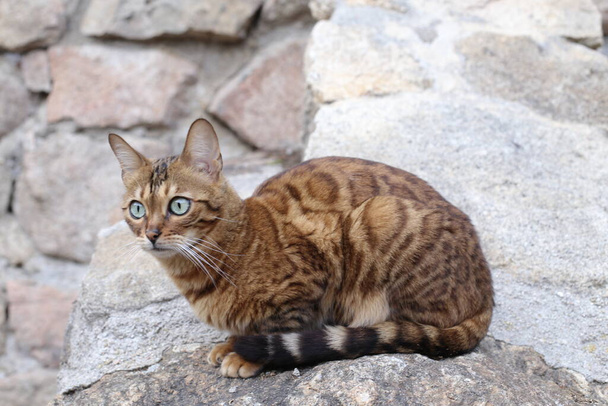 Nahaufnahme der schönen entspannenden exotischen Katze auf Felsen - Foto, Bild