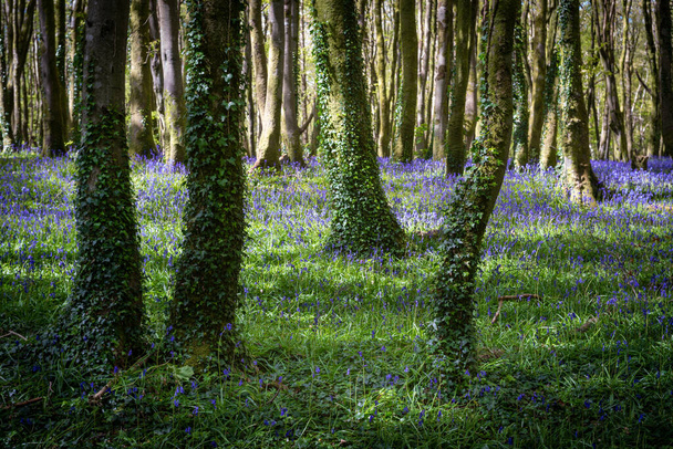 Bluebell drewno Kornwalii Anglia uk  - Zdjęcie, obraz