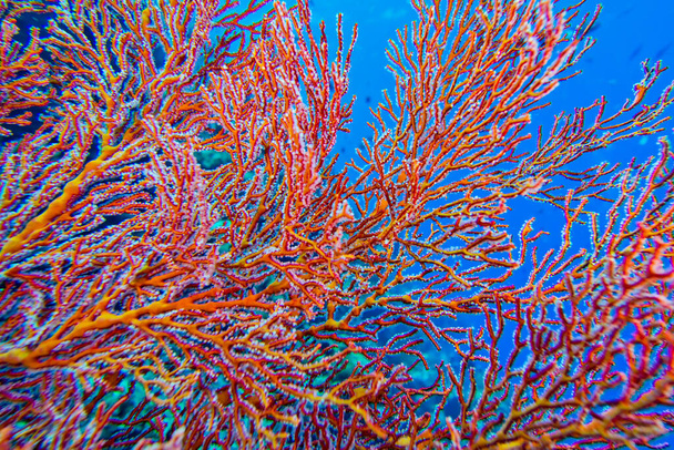Sea Fan, Sea Whips, Gorgonian, Coral Reef, Bunaken National Marine Park, Bunaken, North Sulawesi, Indonesia, Asia - Photo, Image