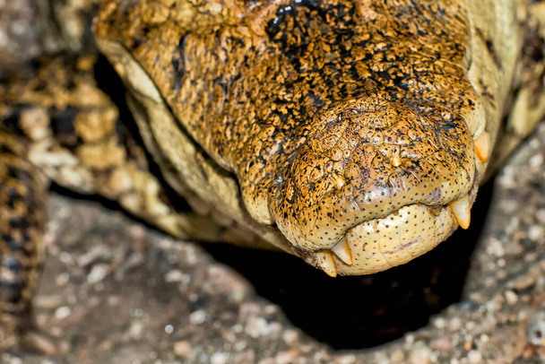 Silmälasit Caiman, White Caiman, Common Caiman, Caiman crocodilus, Trooppinen sademetsä, Costa Rica, - Valokuva, kuva