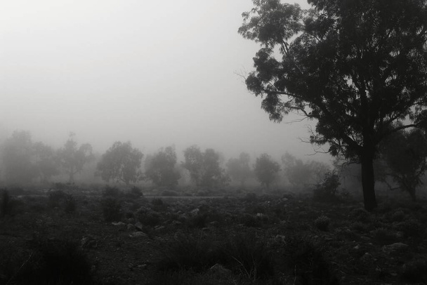 Gyönyörű és sötét eukaliptusz erdő borítja köd reggel Spanyolországban - Fotó, kép