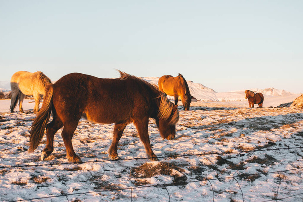 Исландские лошади на зимнем пейзаже - Фото, изображение