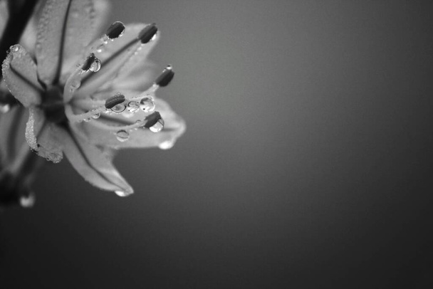 Belle fleur d'Asphodelus Fistulosus avec des gouttes de rosée le matin. Photo monochrome. - Photo, image