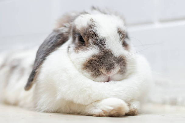 Красивый кролик поедает белый и коричневый на полу. с концепцией Animal. - Фото, изображение