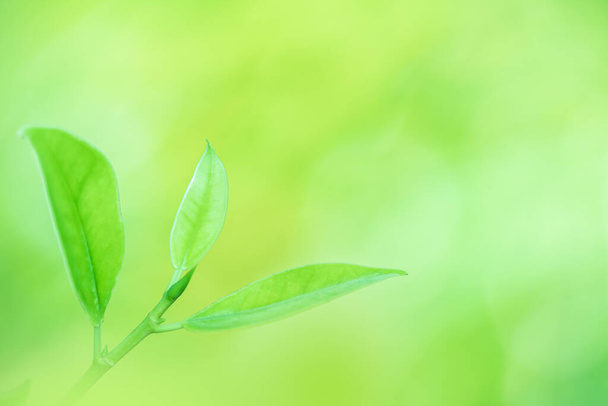 Αφήνει κοντινή θέα στη φύση του πράσινου φύλλου σε θολή φόντο πρασίνου στον κήπο Χρήση ως εικόνα φόντου για επικόλληση κειμένου ή χαρακτήρων - Φωτογραφία, εικόνα