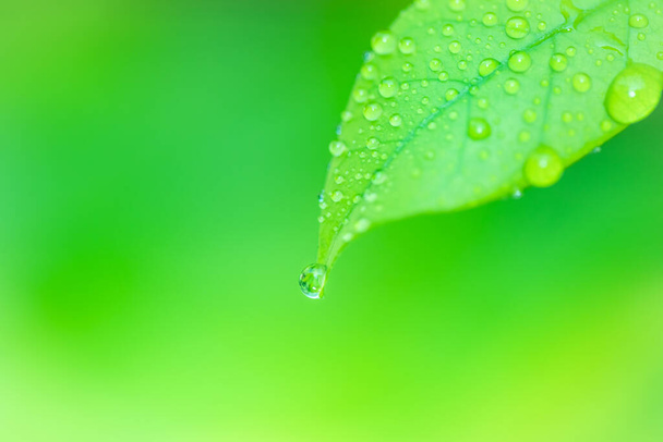 Liście z bliska widok natury zielony liść na rozmytej zieleni tło w ogrodzie Użyj jako tło obrazu do wklejania tekstu lub znaków - Zdjęcie, obraz