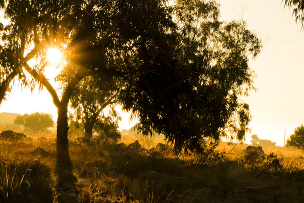 スペインのアリカンテで午前中にネイティブの茂みやユーカリの木と田舎の風景 - 写真・画像