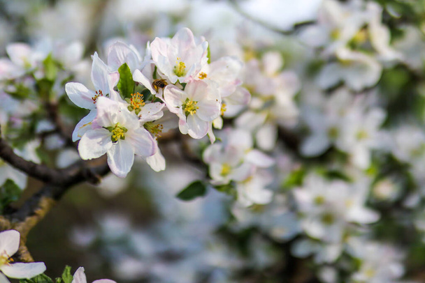 Takken pruimenbomen in bloei en de bij verzamelen stuifmeel van witte bloemen op een zonnige lentedag in de tuin. Natuurlijke achtergrond concept - Foto, afbeelding