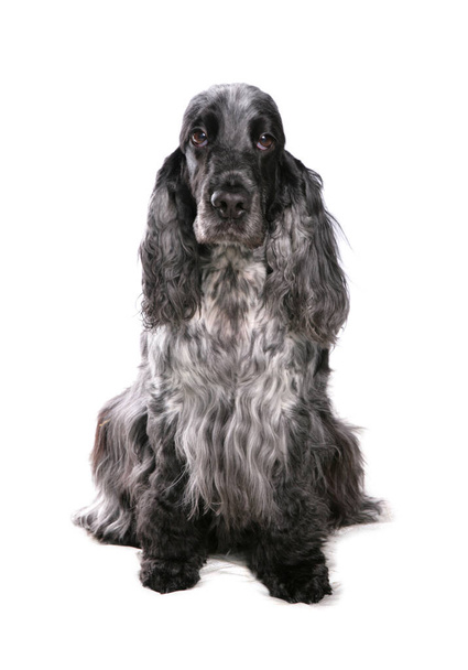 Anglický kokršpaněl pes izolovaný na bílém pozadí - Fotografie, Obrázek