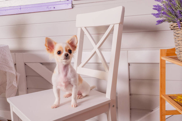 Chihuahua chiot assis sur une chaise blanche à l'intérieur. Chiot à poil long chihuahua blanc - Photo, image