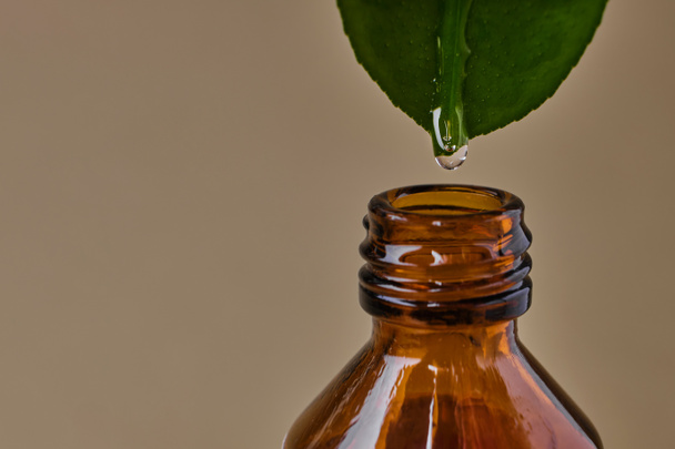 close up of essential oil dripping from fresh natural green leaf into brown glass bottle on beige background with copy space - Фото, изображение