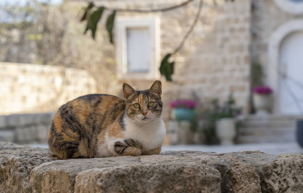 Un gato de ojos verdes y tricolor sentado en una valla de piedra de una antigua casa de piedra, típica de la antigua Jaffa, Israel. - Foto, Imagen
