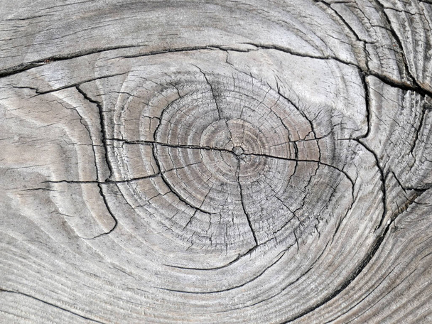 Natural texture of gray old pine board with large knot and cracks - 写真・画像