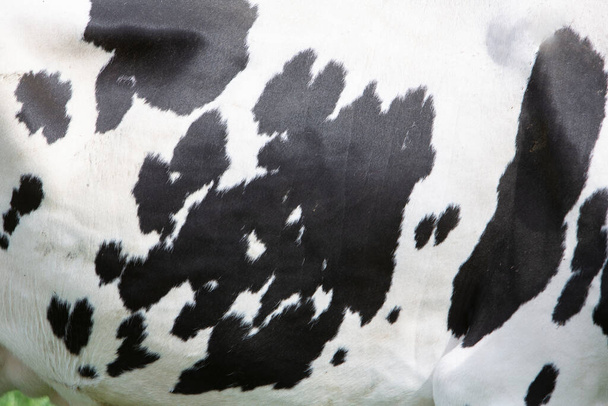 сховайтеся на бік чорно-білої плямистої корови в крупним планом
 - Фото, зображення