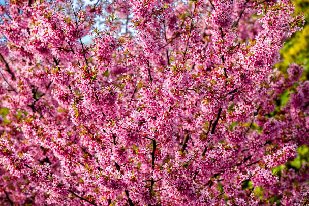 Sakura blossoms in a city park on a spring day - Photo, Image