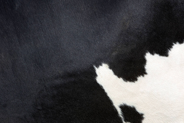 nascondere sul lato della mucca maculata in bianco e nero in primo piano - Foto, immagini