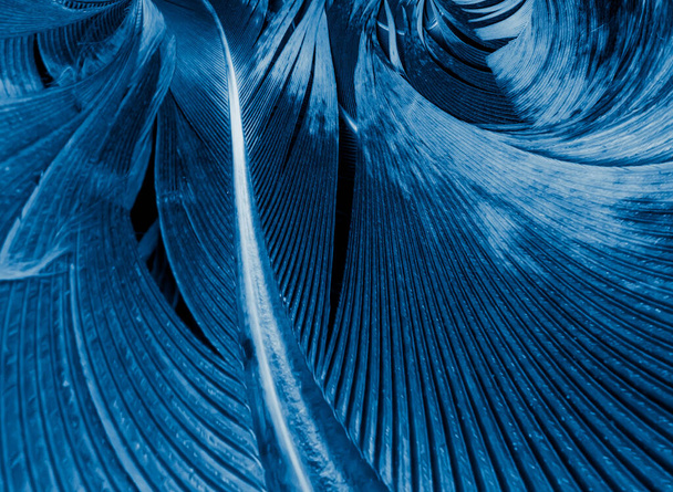 plumas de gallo azul y negro. fondo o textura - Foto, imagen