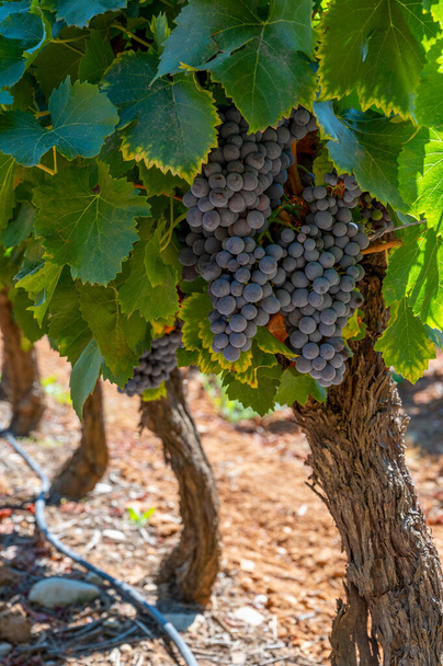 Vinhedos de montanhas AOC Luberon perto de Apt com troncos de uvas antigas crescendo em solo de argila vermelha, Vaucluse, Provence, França. Uva de vinho tinto ou rosa pronta para a colheita. - Foto, Imagem