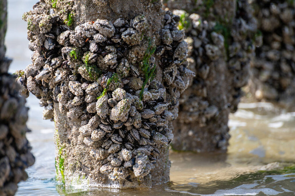 Skupiny živých mušlí škeblí chovaných na dřevěných tyčích při odlivu v Severním moři, Zoutelande, Zeeland, Nizozemsko - Fotografie, Obrázek