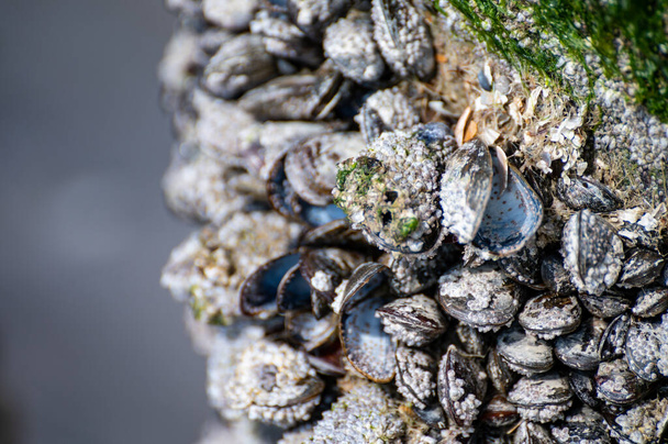 Grupos de mexilhões vivos moluscos mariscos crescendo em postes de madeira na maré baixa no mar do Norte, Zoutelande, Zelândia, Países Baixos - Foto, Imagem