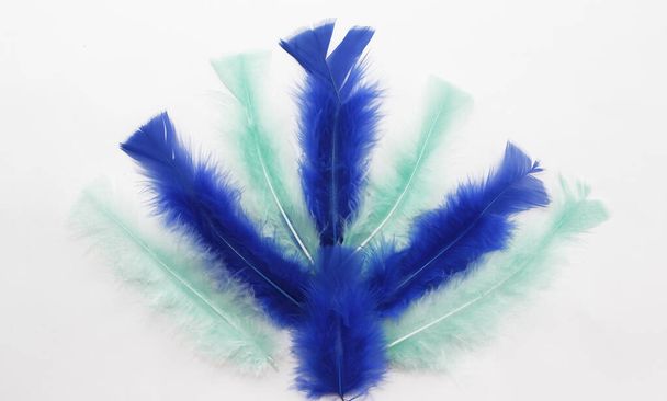 colorful soft fluffy bird feathers - Photo, Image