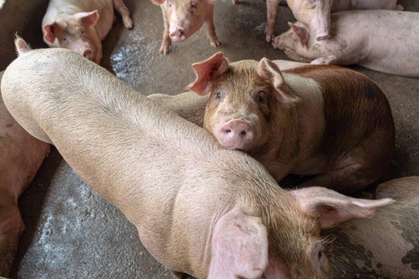 Młode świnie w hodowli świń, przemysł trzody chlewnej - Zdjęcie, obraz