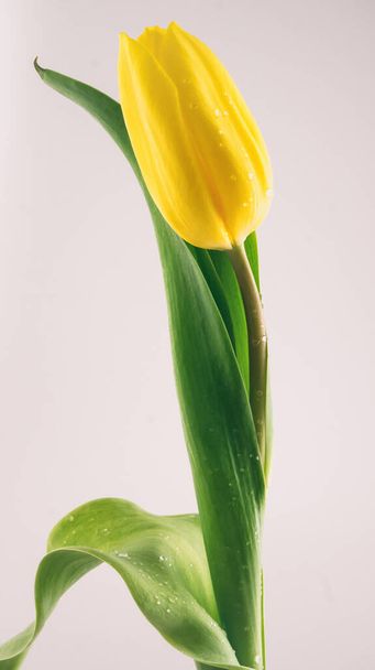 Single yellow tulip on white background - Photo, Image