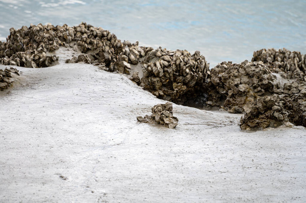 Groep van levende oesters schaaldieren die groeien op stenen op zand bij eb in Noordzee, Zeeland, Nederland - Foto, afbeelding