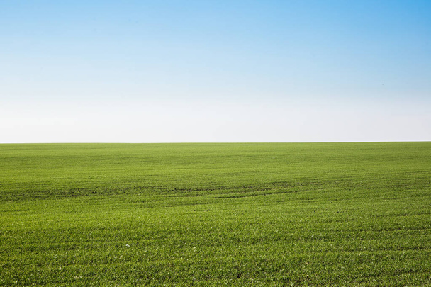 Green field landscape. Sprouts of winter wheat sprouted in an endless field in smooth light green rows close-up. - Фото, изображение