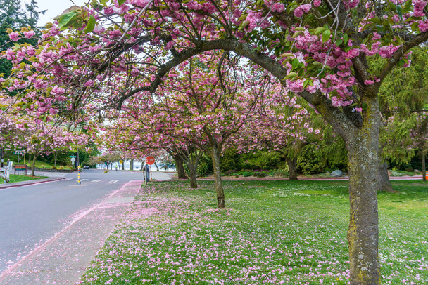 Ροζ άνθη κερασιάς ανθίζουν στο πάρκο Σούαρντ στο Σιάτλ της Ουάσινγκτον.. - Φωτογραφία, εικόνα