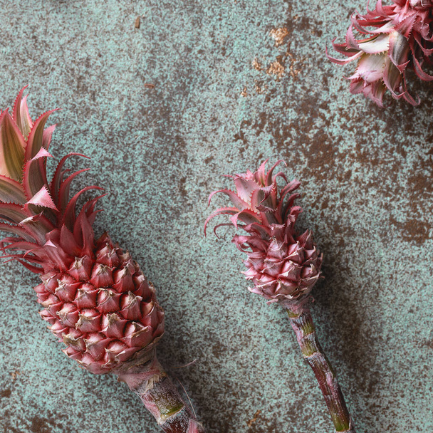 Decorative pink pineapples on turquoise background from above. Ananas Bracteatus bromeliad plant. Exotic floral design background - Foto, immagini