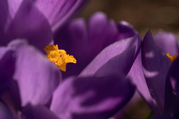 Pierwsze wiosenne purpurowe kwiaty krokusa. Motyl zapylanie na purpurowy krokus kwiat zbliżenie - Zdjęcie, obraz