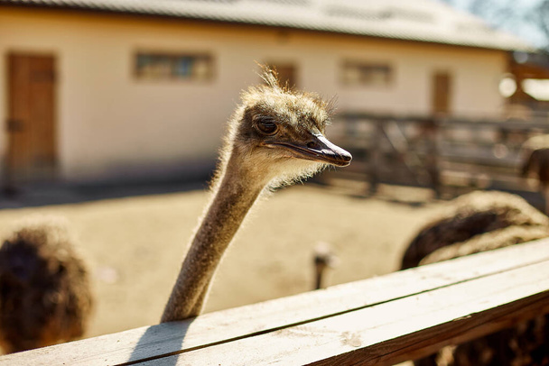 Big ostriches at farm field behind a wooden fence, Domestic animals outdoors, Ecological farming concept. - Photo, image