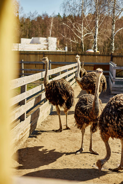 Big ostriches at farm field behind a wooden fence, Domestic animals outdoors, Ecological farming concept. - Photo, Image