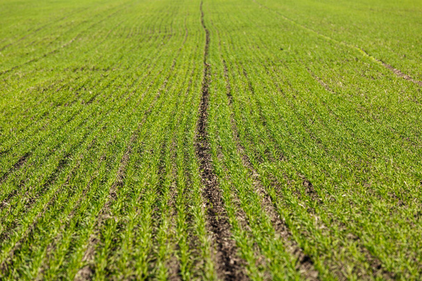 Sprouts of winter wheat sprouted in an endless field in smooth light green rows close-up. - Photo, Image