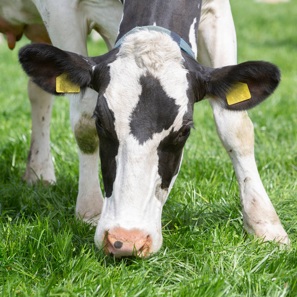 cabeza de vaca manchada en blanco y negro primer plano en el prado - Foto, Imagen