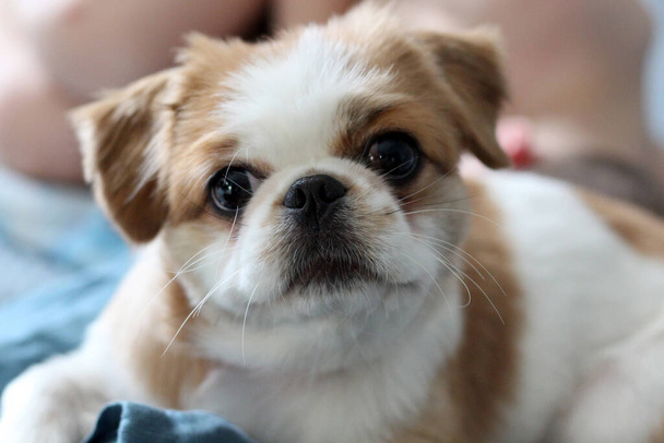 Χαριτωμένο σκυλάκι που αναπαύεται σε μαξιλάρι. αληθινή φωτογραφία στο interio - Φωτογραφία, εικόνα