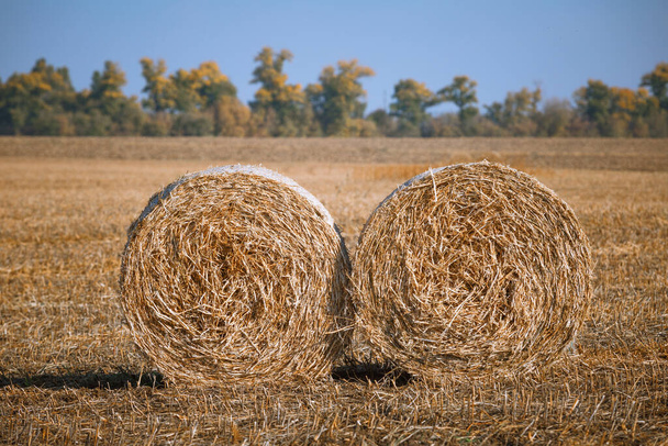 Raccolta della cauzione di fieno nel meraviglioso paesaggio dei campi degli agricoltori autunnali con pile di fieno dopo il raccolto e la maturazione dorata dei campi di grano - Foto, immagini