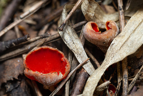 kaksi Elf Cupin sientä (Sarcoscypha sp.) hedelmäruhot kuivikkeina - Valokuva, kuva