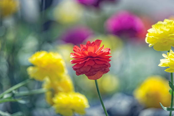 Colorful Ranunculus flowers or Ranunculus asiaticus or the Persian buttercup, close up. Selective focus. Flower background. Mother day concept. - Foto, Imagem