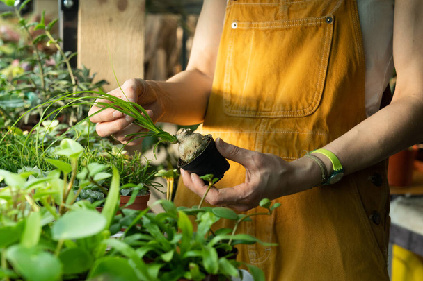 Крупный план женщины-флориста, ухаживающей за растительным питомником с маленькими суккулентами. Рабочий оранжереи - Фото, изображение