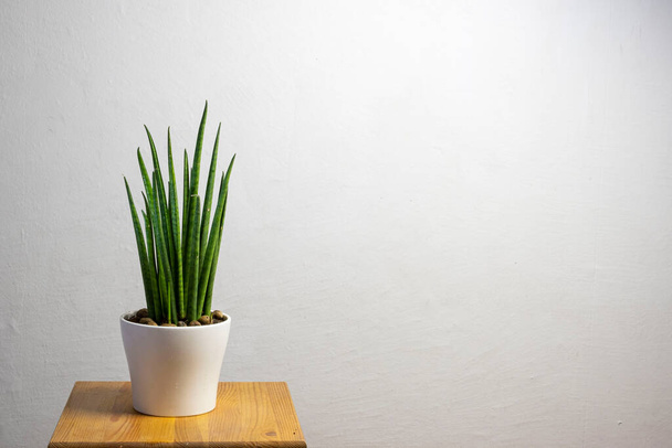 Σύγχρονη τάση φυτό sansevieria cylindrica σε ένα λευκό δοχείο με ελεύθερο χώρο αντίγραφο για κείμενο σε γκρι φόντο, minimal σχεδιασμό σπιτιού - Φωτογραφία, εικόνα