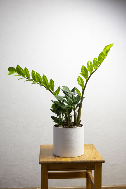 灰色の背景にテキストのための無料のコピースペースを持つ白い鍋に現代のトレンド植物ザミカルス、最小限の家のデザイン - 写真・画像