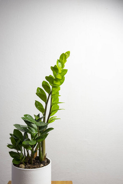 Сучасний трендовий рослинний замоціокас у білому горщику з вільним місцем для копіювання тексту на сірому фоні, мінімальний дизайн будинку
 - Фото, зображення