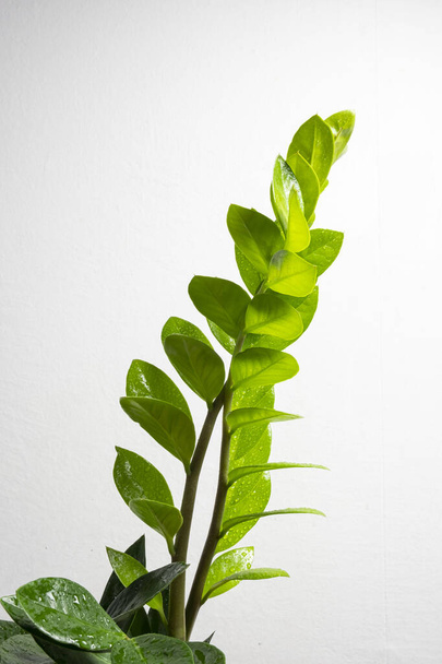 Modern trend növény zamioculcas egy fehér edény ingyenes másolási helyet a szöveg szürke háttér, minimális home design - Fotó, kép