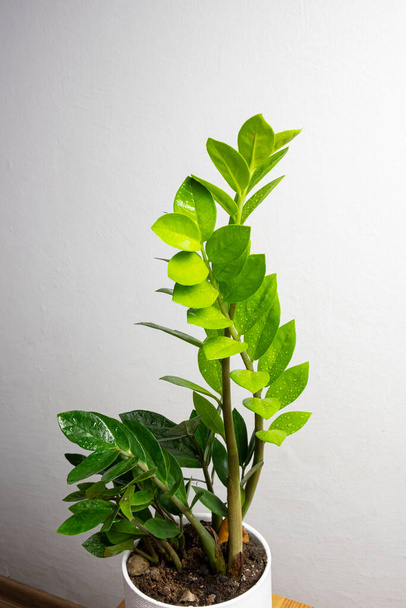 Tendance moderne plante zamioculcas dans un pot blanc avec un espace de copie gratuit pour le texte sur fond gris, conception de maison minimale - Photo, image