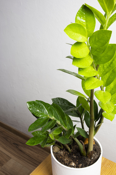 Tendance moderne plante zamioculcas dans un pot blanc avec un espace de copie gratuit pour le texte sur fond gris, conception de maison minimale - Photo, image