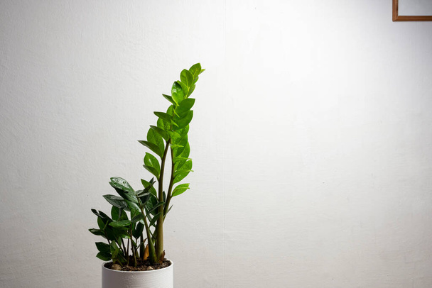 Planta de tendencia moderna zamioculcas en maceta blanca con espacio de copia gratuito para texto sobre fondo gris, diseño de hogar mínimo - Foto, imagen